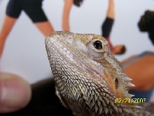 Unusual dragon