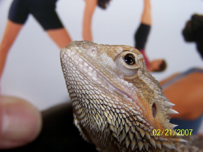Unusual dragon