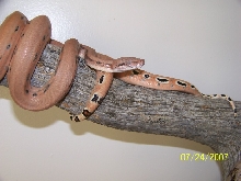 Scoria babies second shed