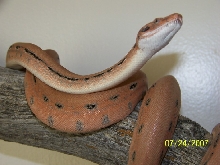 Scoria babies second shed update