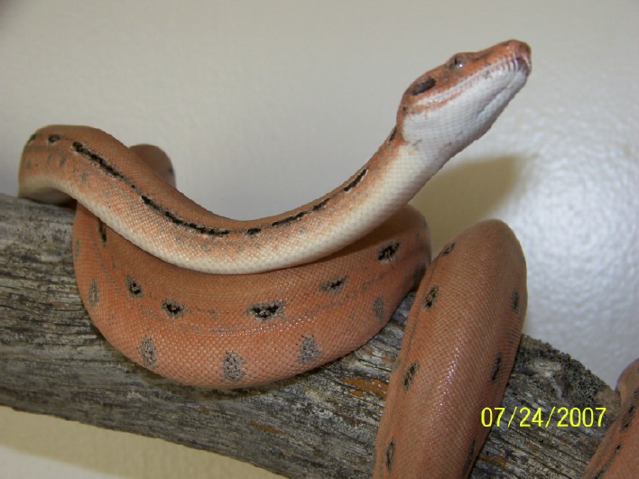 Scoria babies second shed update