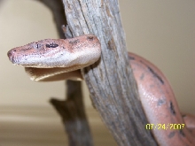 Scoria babies second shed update
