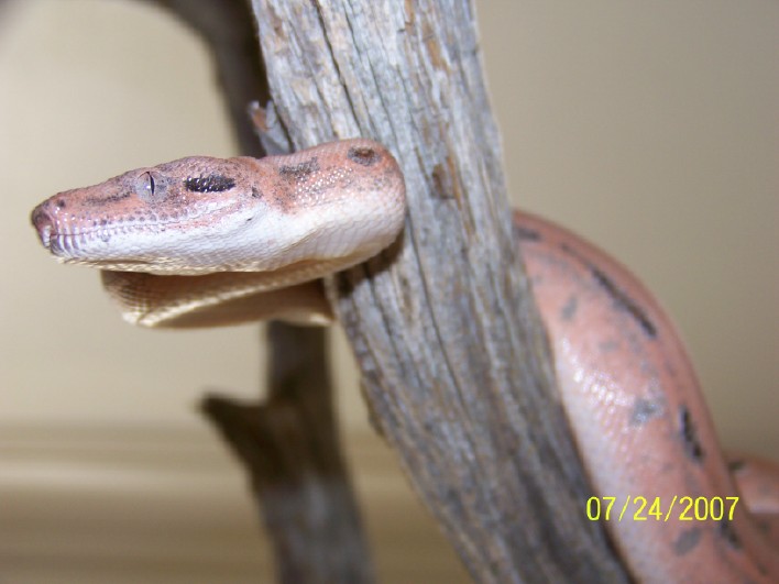 Scoria babies second shed update