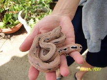 Shed and Fed