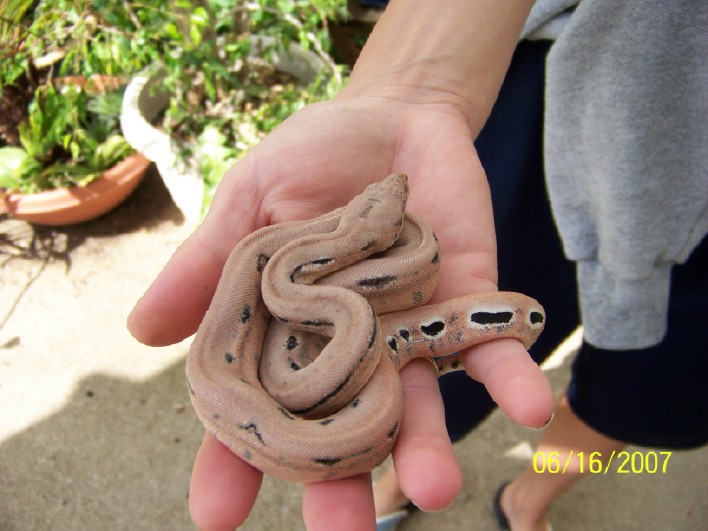 Shed and Fed