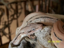 Shed and fed