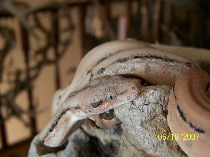 Shed and fed