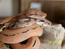 Shed and fed