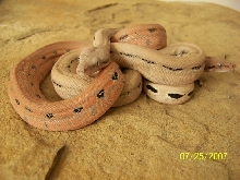 Test 1