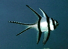 Saltwater - Austin Aquariums