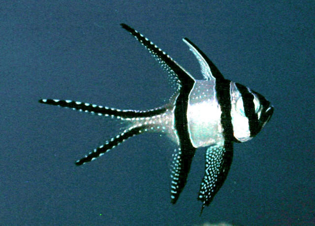 Saltwater - Austin Aquariums