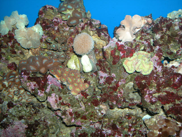 Saltwater Photos