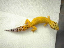 Female hypo 20