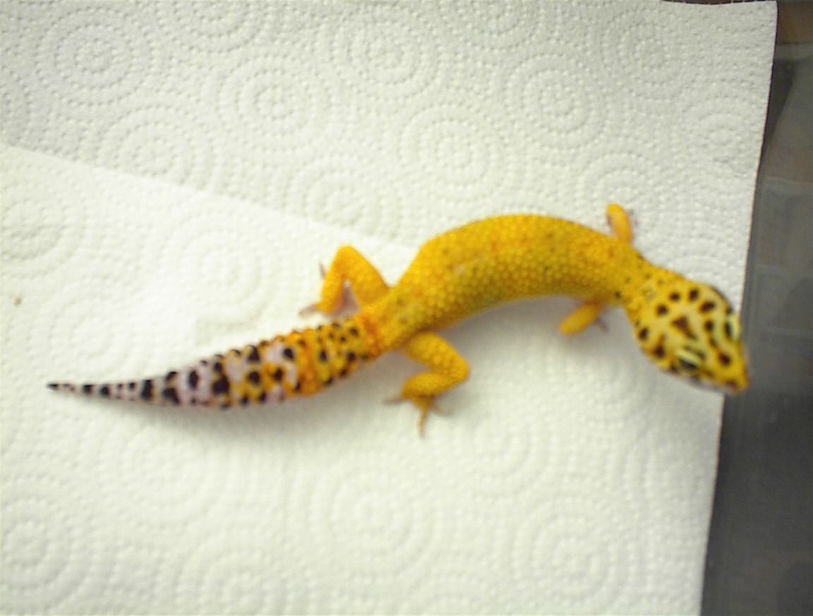 Female hypo 20