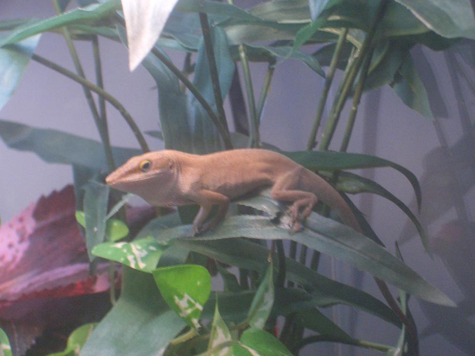 Bowser....getting ready to display at himself again