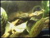 Morelia clastolepis, mollucan python (female)