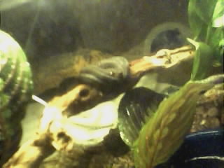 Morelia clastolepis, mollucan python (female)