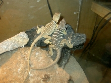 pair of vestigiums