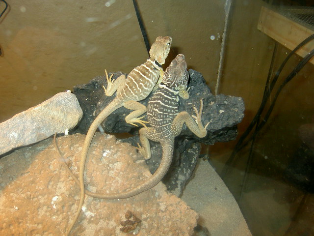 pair of vestigiums