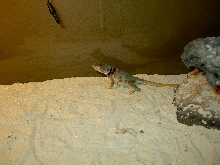 Brock Nelsons Female