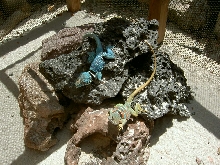 Dickersonae
