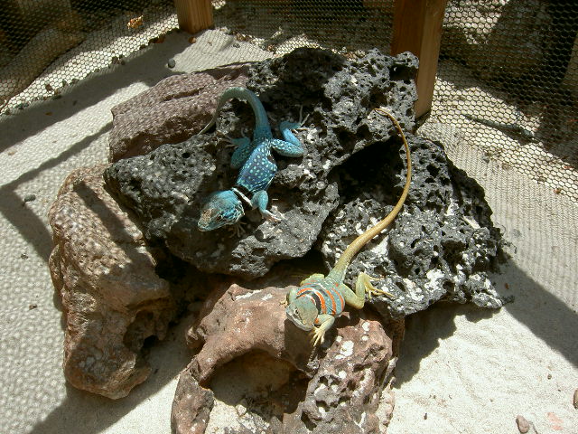 Dickersonae