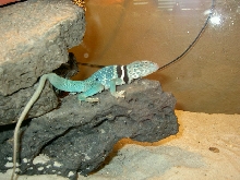 male dickersonae