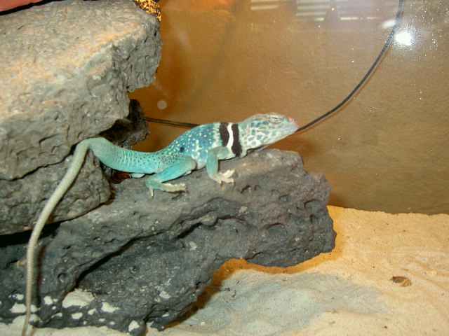 male dickersonae