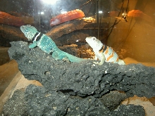 Male and Female Dickersonae