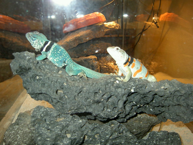 Male and Female Dickersonae