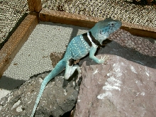 Pedro outside