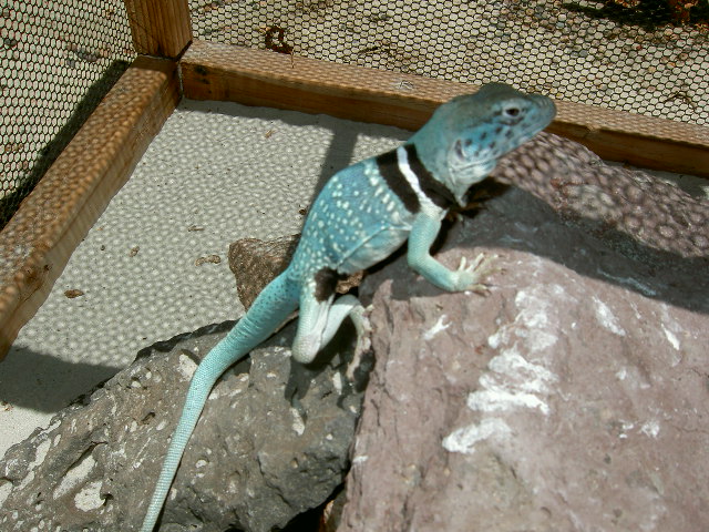 Pedro outside