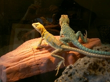 aquaflame with nice yellow female