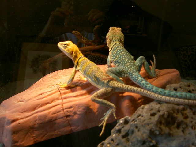 aquaflame with nice yellow female