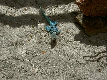 Dickersonae