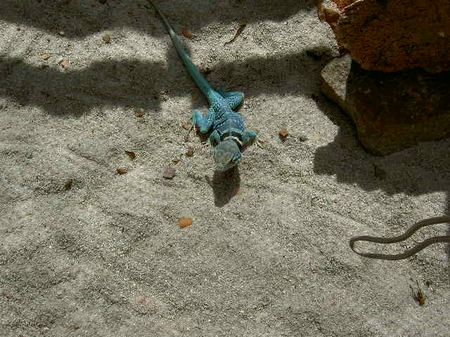 Dickersonae