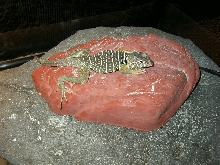 Vestigium