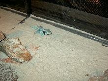 Paco Shedding