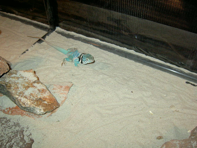Paco Shedding