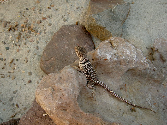 Female Collaris,New Mexico