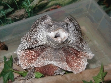 red male