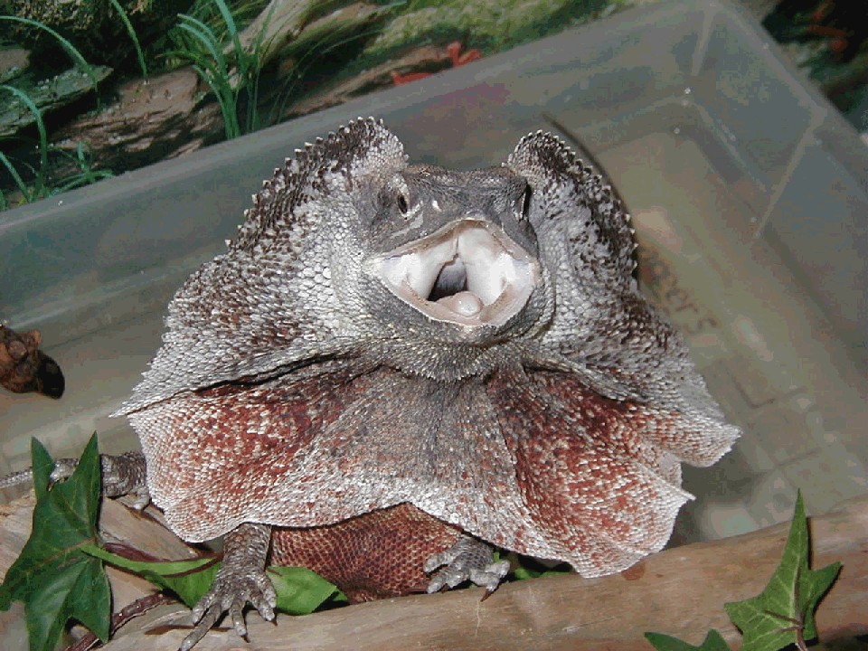 red male
