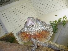 Red Male