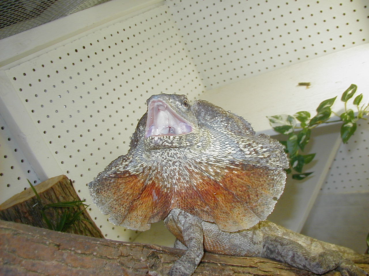Red Male