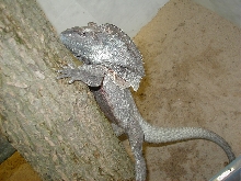 Male Frill