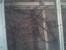 large spilotes cage