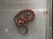 05 female abbott okeetee