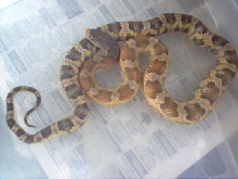 yearling texas rat