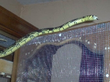 female spilotes