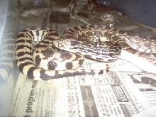 axanthic bull